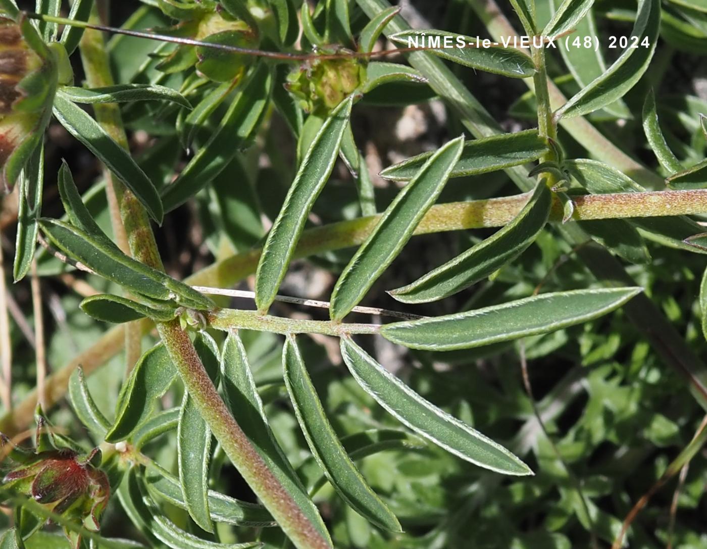 Kidney Vetch leaf